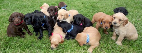 Dogilike.com :: Ңͧ͡! عѢ١ 16  ѧѹԴ-19