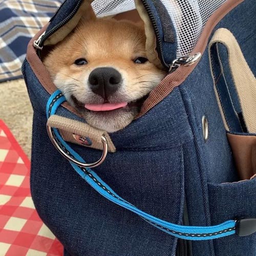 Dogilike.com :: š!  Uni Ժзդآء繢ͧ