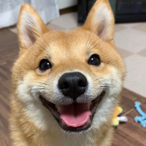 Dogilike.com :: š!  Uni Ժзդآء繢ͧ
