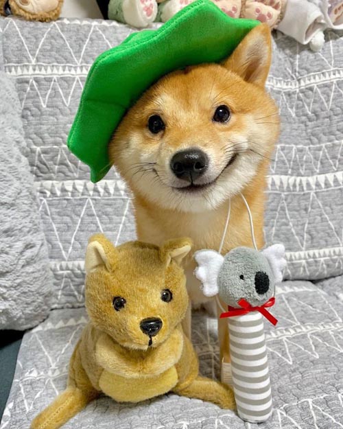 Dogilike.com :: š!  Uni Ժзդآء繢ͧ