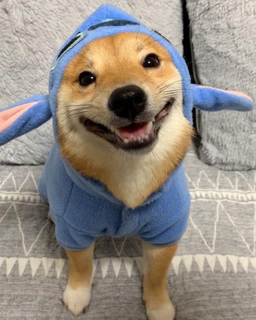Dogilike.com :: š!  Uni Ժзդآء繢ͧ