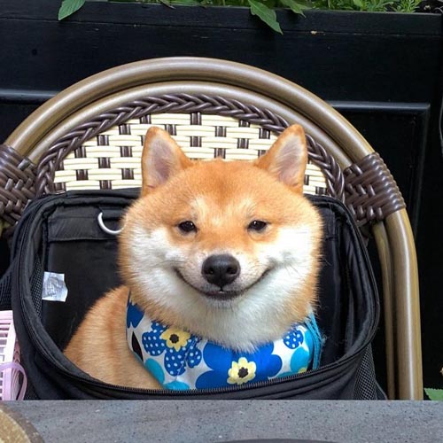 Dogilike.com :: š!  Uni Ժзդآء繢ͧ