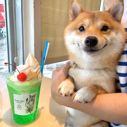 Dogilike.com :: š!  Uni Ժзդآء繢ͧ