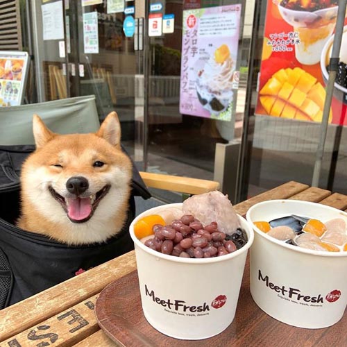 Dogilike.com :: š!  Uni Ժзդآء繢ͧ