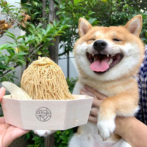 Dogilike.com :: š!  Uni Ժзդآء繢ͧ