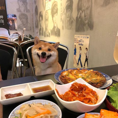 Dogilike.com :: š!  Uni Ժзդآء繢ͧ