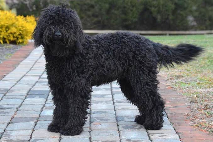 Dogilike.com :: ີ (Barbet) عѢѹشѺúè AKC  2020