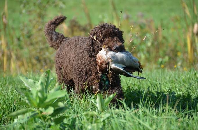 Dogilike.com :: ີ (Barbet) عѢѹشѺúè AKC  2020