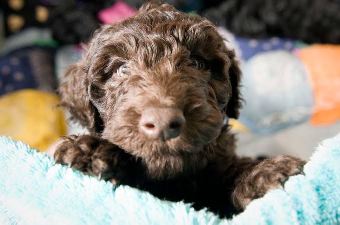 Dogilike.com :: ີ (Barbet) عѢѹشѺúè AKC  2020