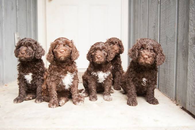 Dogilike.com :: ີ (Barbet) عѢѹشѺúè AKC  2020