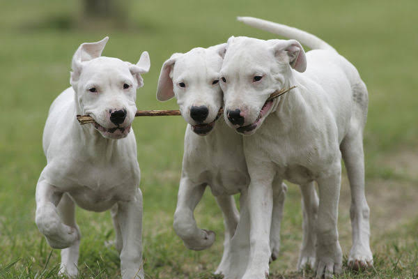 รู้จัก โดโก้ อาร์เจนติโน่ สุนัขพันธุ์ใหม่ใน AKC ปี 2020 | Dogilike.com