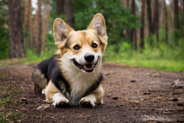 Dogilike.com :: สุนัขพันธุ์อะไรที่คนนิยมเลี้ยงมากที่สุดแห่งปี