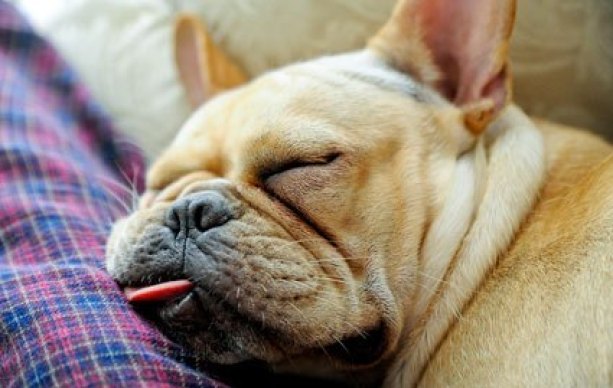 ทำไมสุนัขถึงนอนกรนเสียงดัง | Dogilike.com