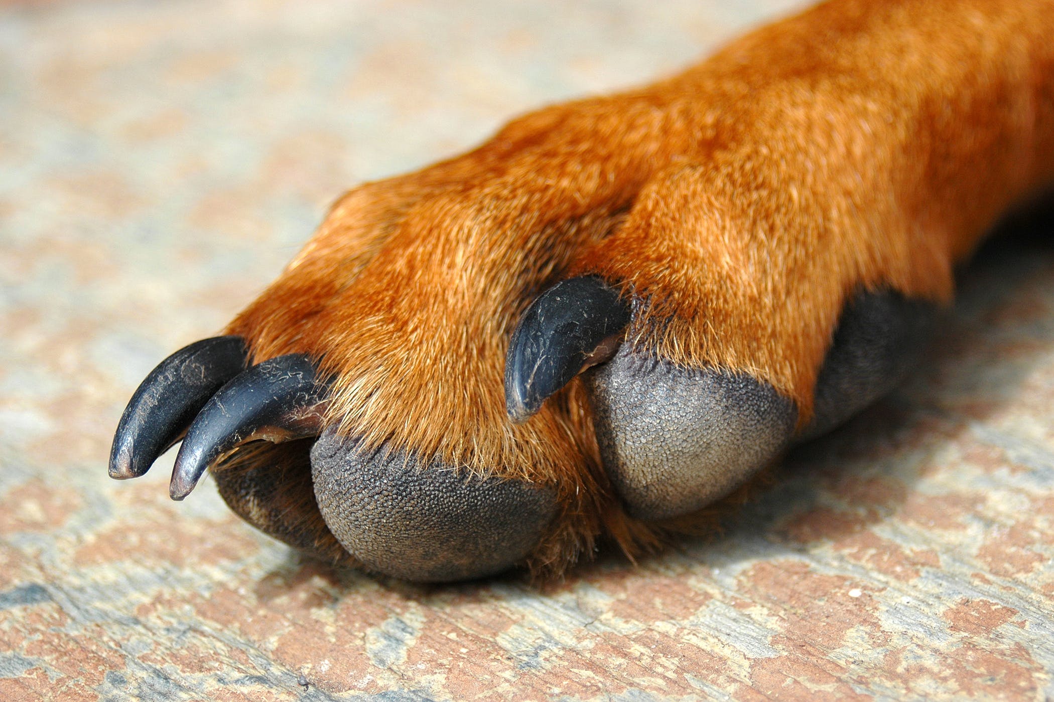  Dogilike
