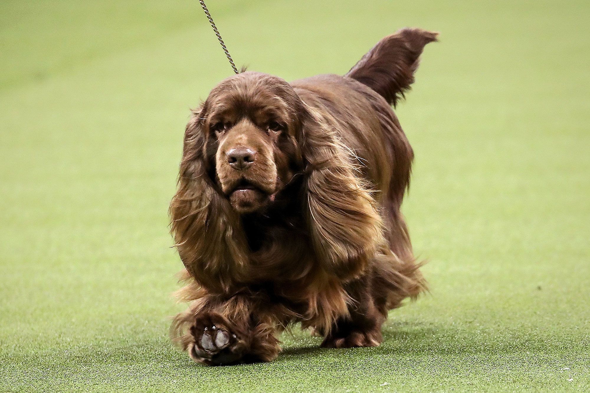 Dogilike.com :: 9 عѢѹáѺâ鹷¹ AKC ͹ 1 