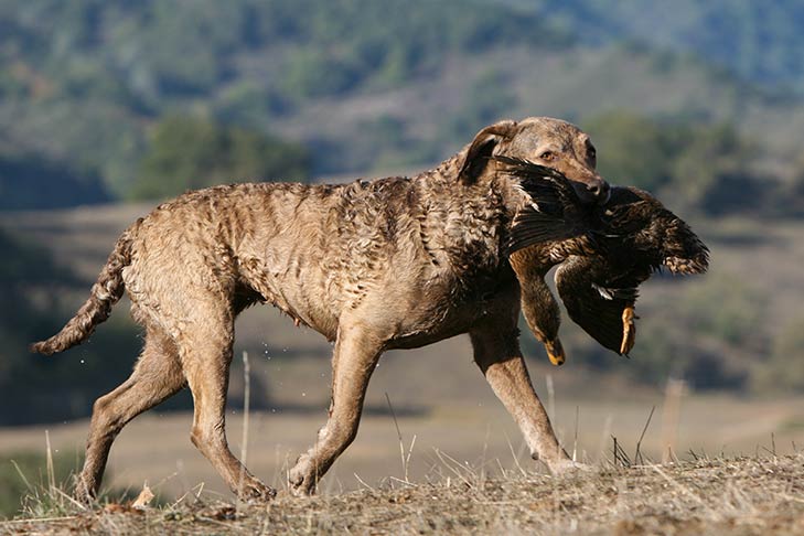 Dogilike.com :: 9 عѢѹáѺâ鹷¹ AKC ͹ 1 