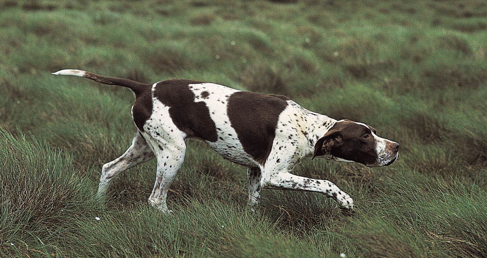 Dogilike.com :: 9 عѢѹáѺâ鹷¹ AKC ͹ 1 
