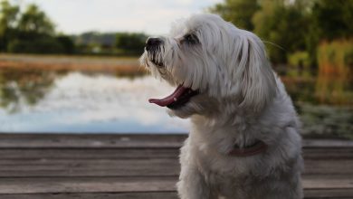 ทำไมสุนัขถึงสะอึก (hiccup) ? | Dogilike.com