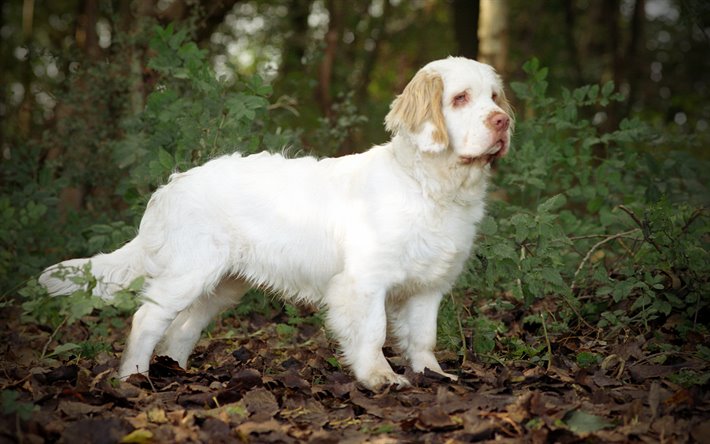 Dogilike.com :: 9 عѢѹáѺâ鹷¹ AKC ͹ 1 