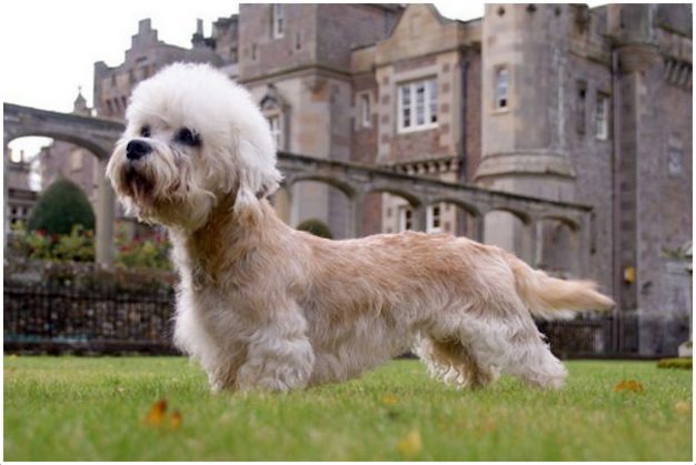 Dogilike.com :: Dandie Dinmont Terrier สุนัขพันธุ์หายากจากเกาะอังกฤษ