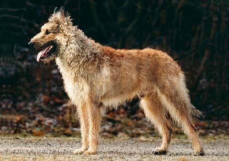 Dogilike.com :: Belgian Laekenois สุนัขพันธุ์หายากที่มีไม่ถึงพันตัวทั่วโลก
