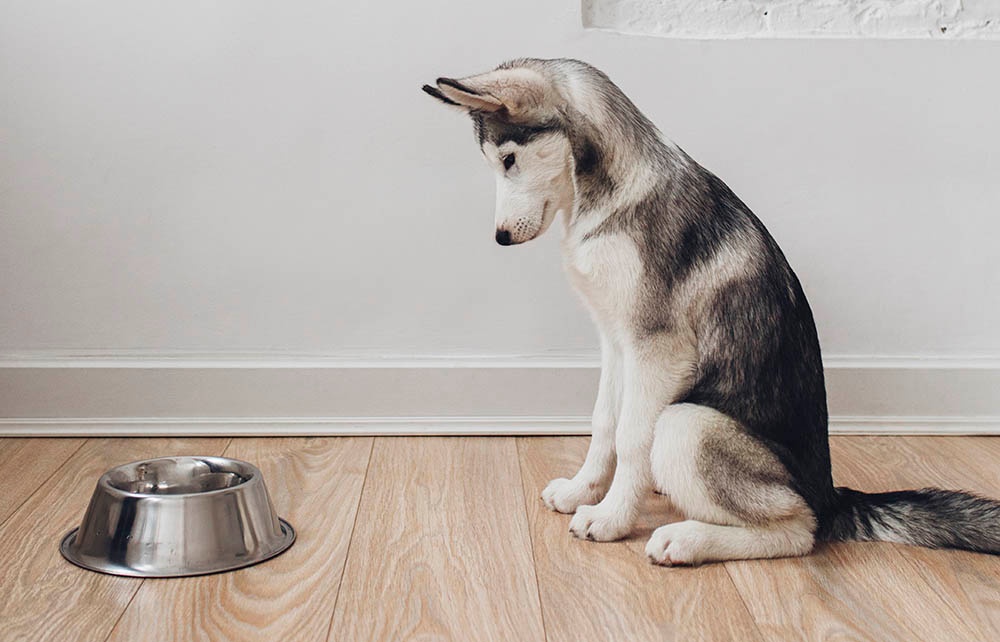 Dogilike.com :: สุนัขกินอาหารลดลงเกิดจากอะไรได้บ้าง ?