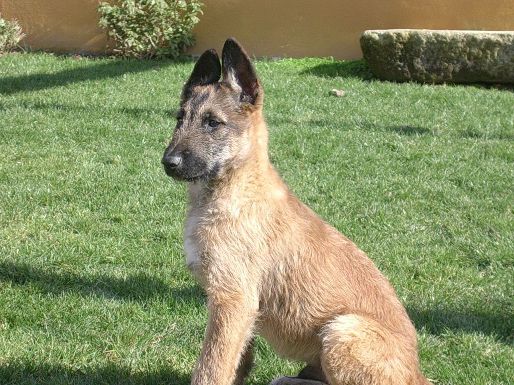 Dogilike.com :: Belgian Laekenois สุนัขพันธุ์หายากที่มีไม่ถึงพันตัวทั่วโลก