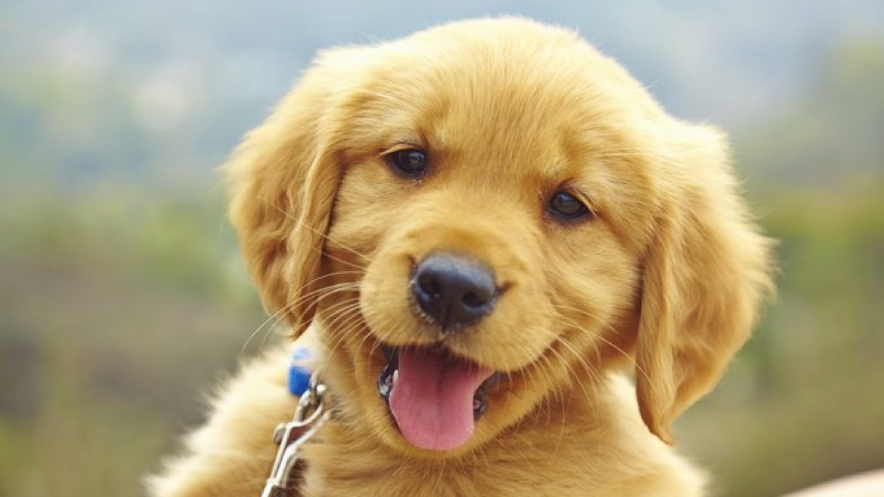 Dogilike.com :: หยุด! ซื้อสุนัขมาเลี้ยงก่อนวัยอันควร ถ้าไม่อยากให้สุนัขเป็นแบบนี้