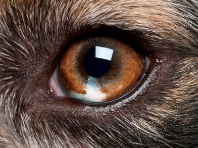 Dogilike.com ::  ... عѢԹҧТѺʹš ?
