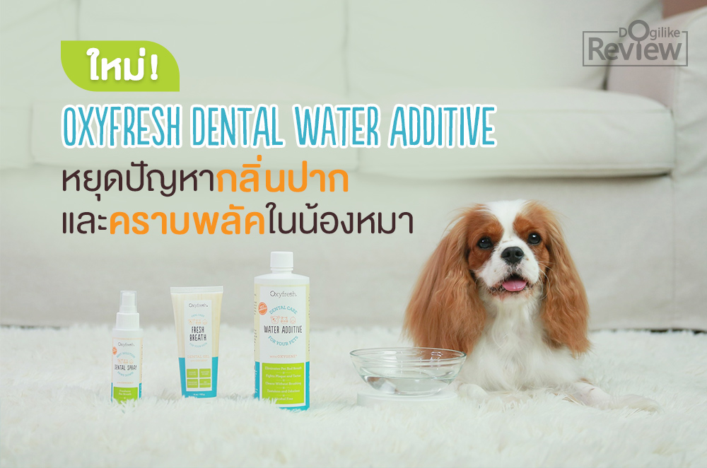 Oxyfresh Dental Water Additive ╪ет╣юяЁ╠Л║с╗я╢║етХ╧╩р║ ╓цр╨╬ея╓Аепкт╧╩ы╧