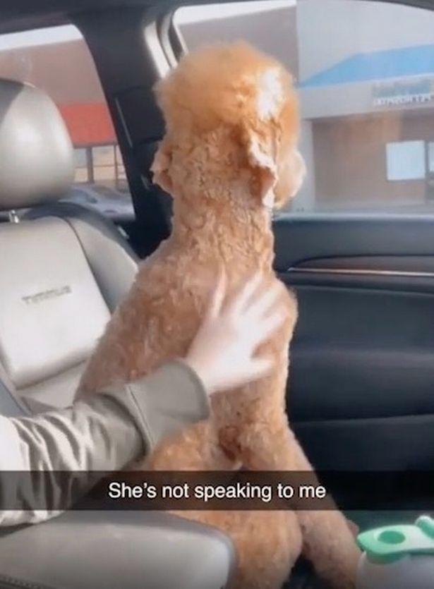 Dogilike.com :: ʵԻعѢԹ ѧ仵Ѵ͹Żҡ!