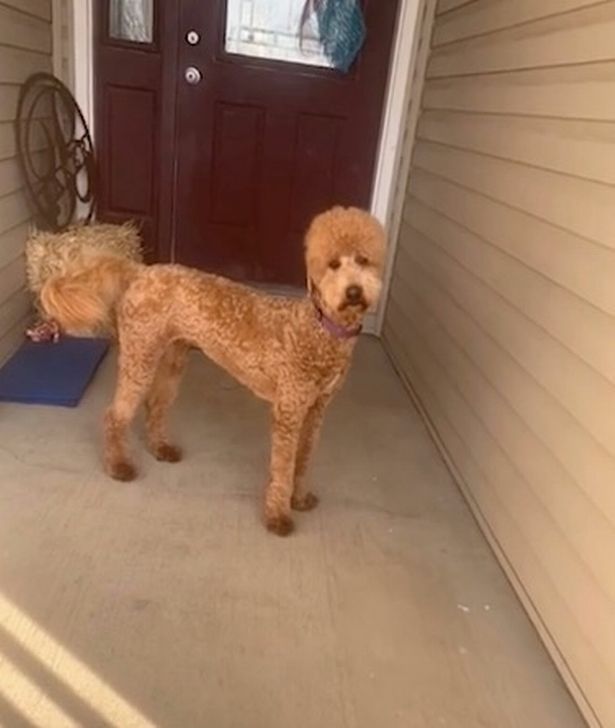Dogilike.com :: ʵԻعѢԹ ѧ仵Ѵ͹Żҡ!