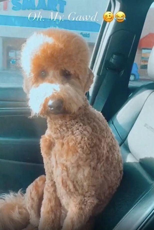 Dogilike.com :: ʵԻعѢԹ ѧ仵Ѵ͹Żҡ!