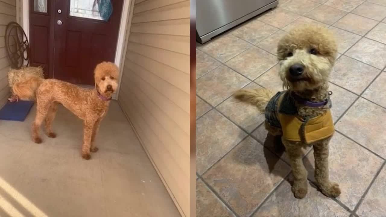 Dogilike.com :: ʵԻعѢԹ ѧ仵Ѵ͹Żҡ!