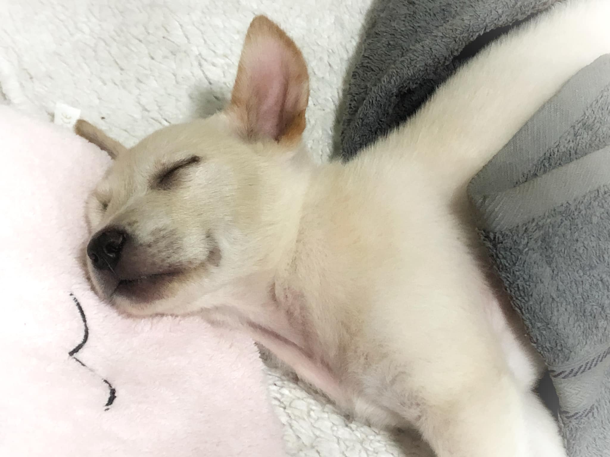 Dogilike.com :: น้องตูบโชคดี ติดใต้ท้องรถลากมาไกลกว่า 50 กิโล Dogilike.com :: น้องตูบโชคดี ติดใต้ท้องรถลากมาไกลกว่า 50 กิโล