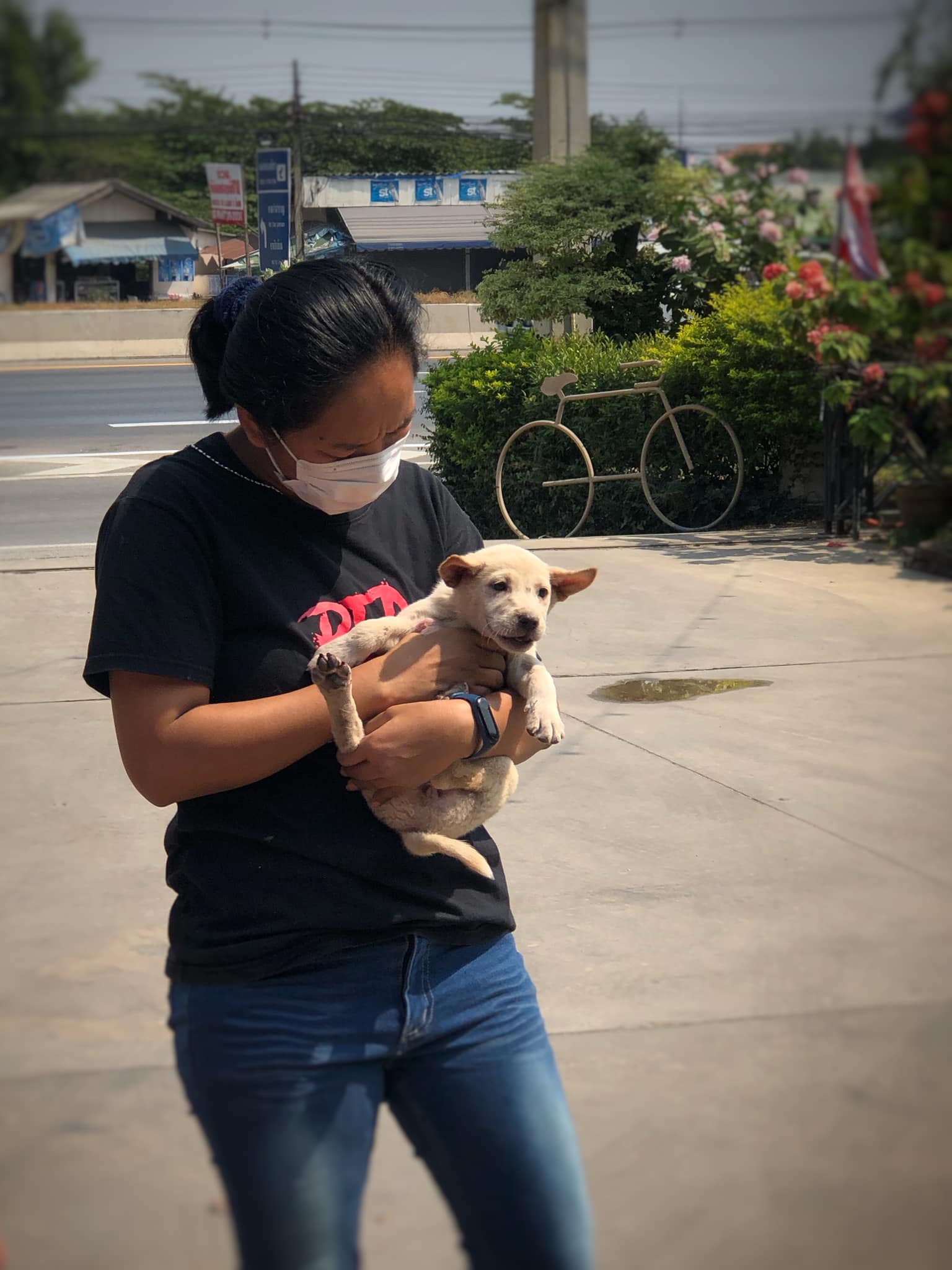 Dogilike.com :: น้องตูบโชคดี ติดใต้ท้องรถลากมาไกลกว่า 50 กิโล Dogilike.com :: น้องตูบโชคดี ติดใต้ท้องรถลากมาไกลกว่า 50 กิโล