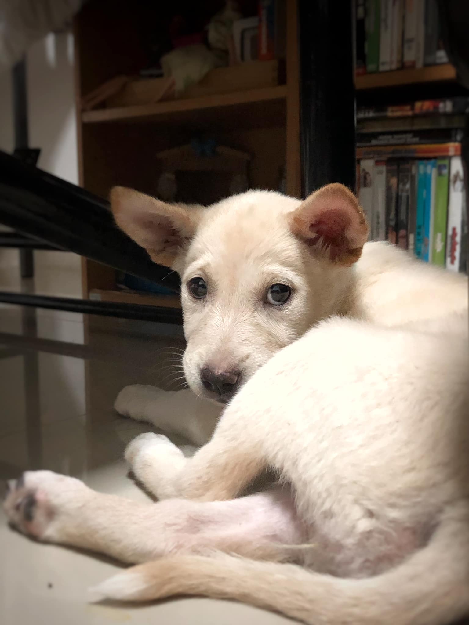 Dogilike.com :: น้องตูบโชคดี ติดใต้ท้องรถลากมาไกลกว่า 50 กิโล Dogilike.com :: น้องตูบโชคดี ติดใต้ท้องรถลากมาไกลกว่า 50 กิโล