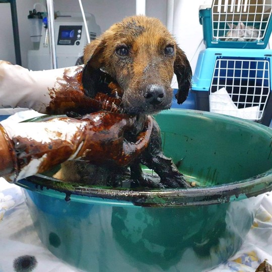 Dogilike.com :: شʧ! 觪عѢ١ѹԹͺ駵 Ҵ