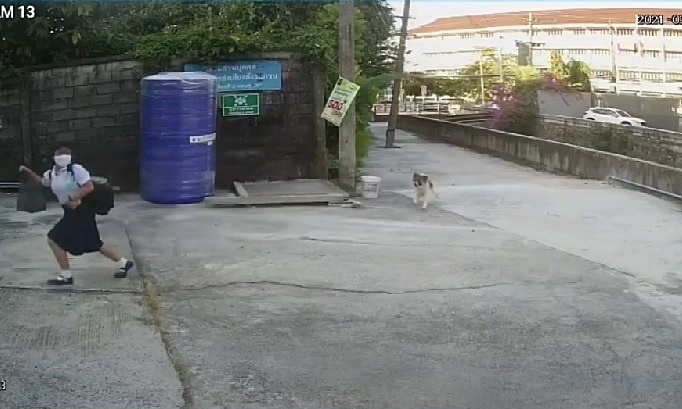 Dogilike.com :: ҧѴ §عѢẺŤʹɷҧ