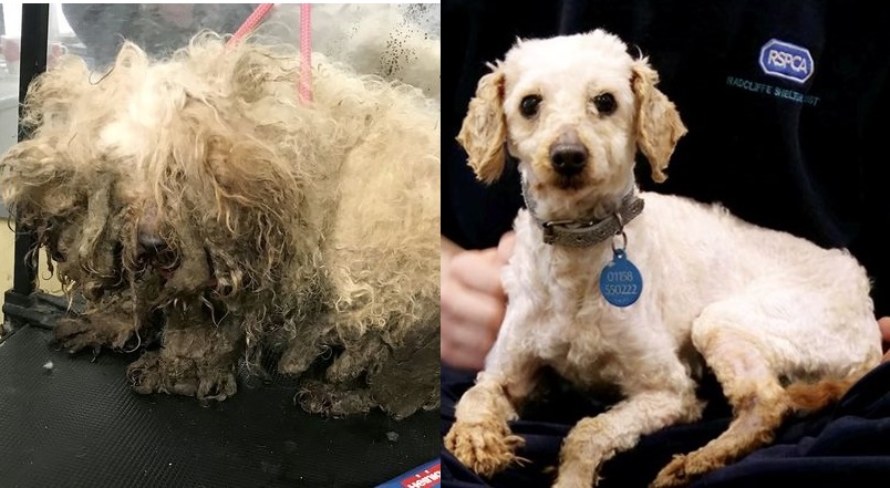 Dogilike.com :: จำแทบไม่ได้! แปลงโฉมเจ้าตูบ 10 ตัว หลังถูกทอดทิ้งอย่างน่าสงสาร