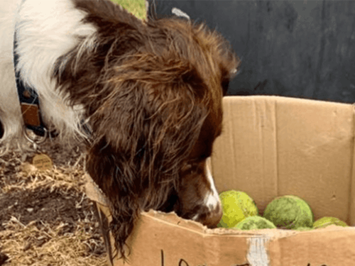 Dogilike.com :: ͧȹҡҧǹҸó ͧͶ֧Ѻλ!