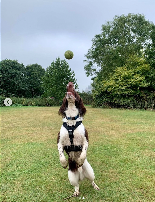 Dogilike.com :: ͧȹҡҧǹҸó ͧͶ֧Ѻλ!