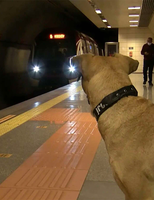 Dogilike.com :: ŻٺШʶҹö俵á 鹿ΌѺ!