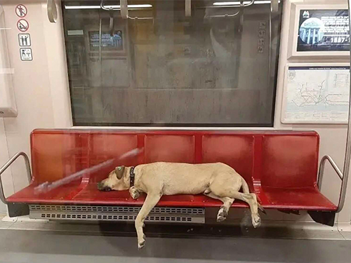 Dogilike.com :: ŻٺШʶҹö俵á 鹿ΌѺ!