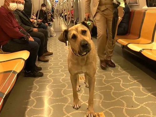 Dogilike.com :: ŻٺШʶҹö俵á 鹿ΌѺ!