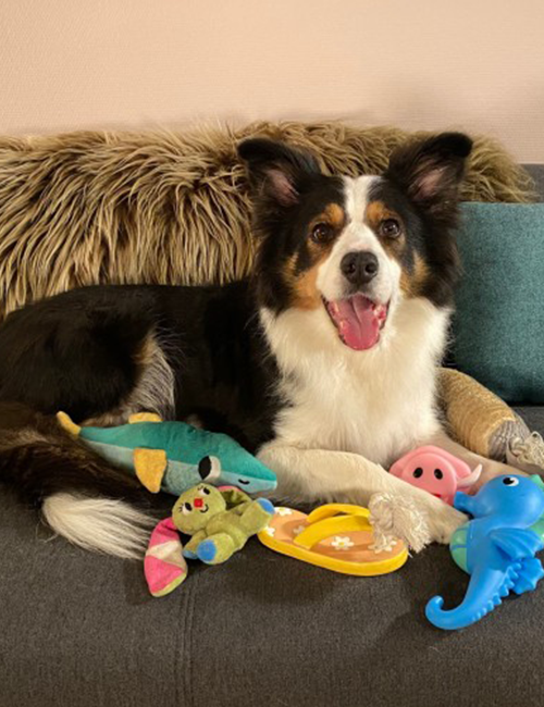 Dogilike.com ::   ¾ѹ٨ վä㹡è!