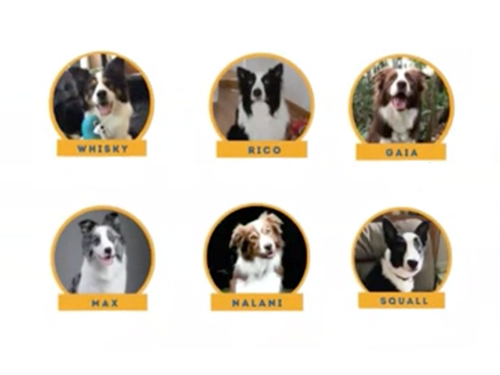 Dogilike.com ::   ¾ѹ٨ վä㹡è!