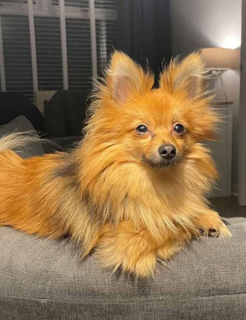 Dogilike.com :: µ 10 ѹ!! Ѻҹա