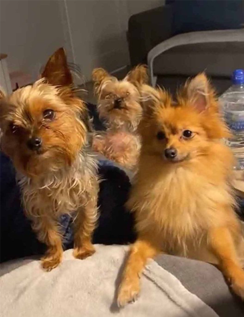 Dogilike.com :: µ 10 ѹ!! Ѻҹա