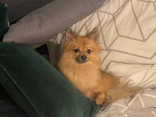 Dogilike.com :: µ 10 ѹ!! Ѻҹա